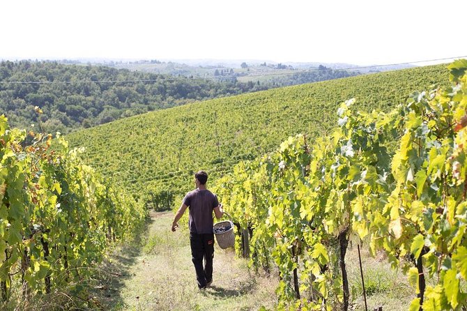 4 Wines Tasting with 2 Tuscan Cheeses & Tour at the winery - The Tasting Room Setup and the Rhythm of 4 Wines