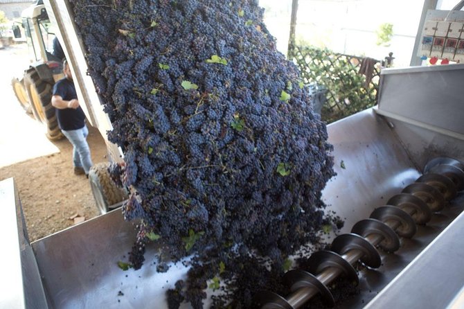 4 Wines Tasting with 2 Tuscan Cheeses & Tour at the winery - Pecorino Pairing: The Secret Weapon in This Tasting