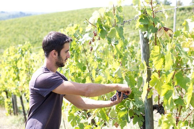 4 Wines Tasting with 2 Tuscan Cheeses & Tour at the winery - Time, Pace, and How to Get Your Money’s Worth