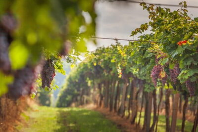 Best of Tuscany Private Tour: Siena, San Gimignano, Monteriggioni - The drive out of Florence: vineyards, olive groves, and a day that starts moving fast