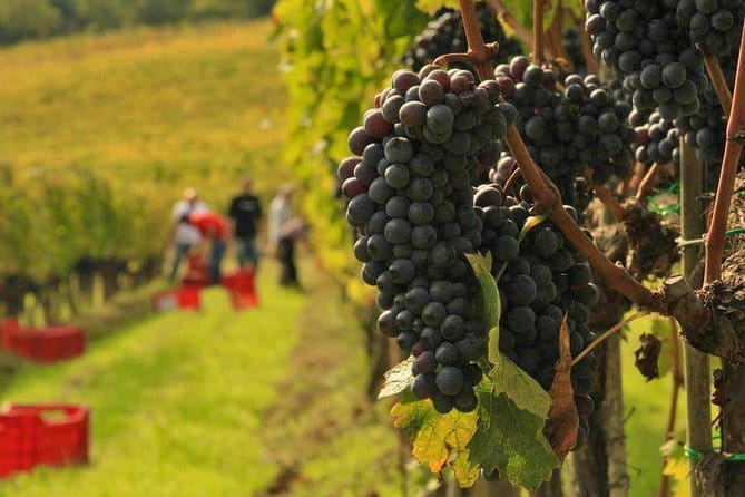 Brunello and Nobile, Wine Lover Tour Montalcino and Montepulciano - Key highlights at a glance