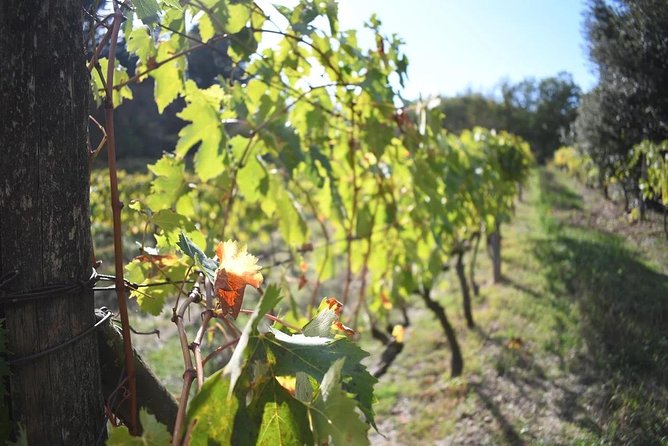 Brunello Vineyards Bus Tour - Stop 2 cellar tour: different producers, different vibes