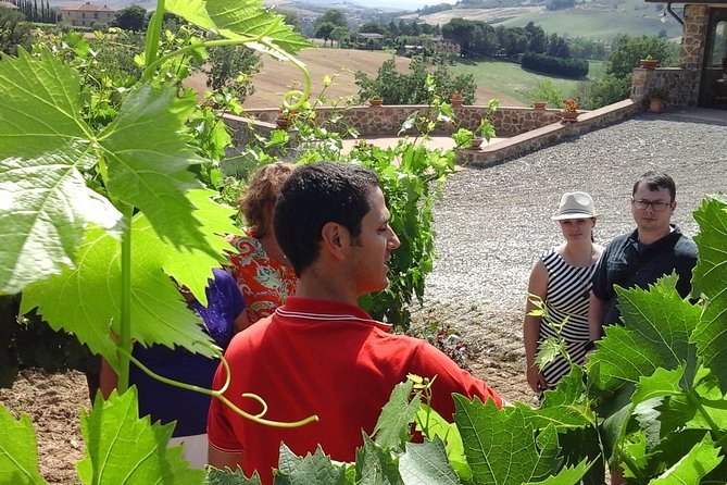 Brunello Vineyards Bus Tour - Practical notes: meeting point, pickup, age rules, and what to wear