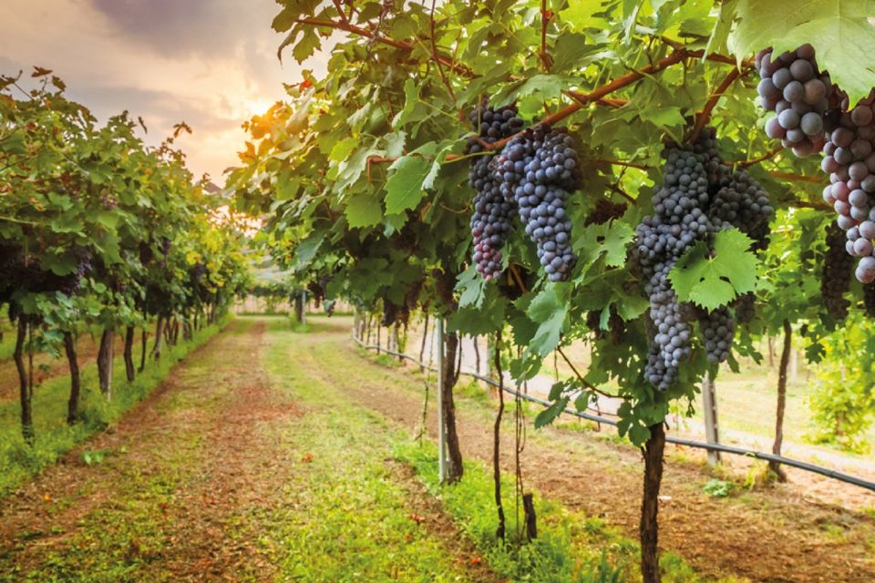 Chianti Countryside Full-Day Tour by Vintage Fiat 500 - Getting set up: meeting point, driving choice, and what you must bring