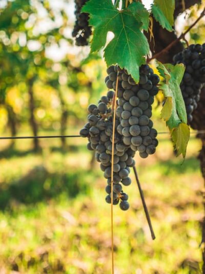 Chianti Organic wine tasting - Inside the cellar and the family home: how the tasting is staged