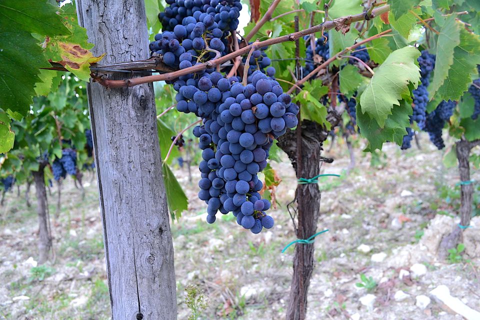 Chianti Rufina: Wine Tour in Castle & Historical Villa - Who This Tour Fits Best (And Who Should Skip It)
