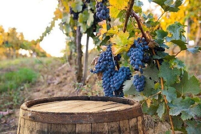 Chianti, San Gimignano and Siena Full Day Trip with Wine Tastings - Air-conditioned transport: comfort matters on a hill-town circuit