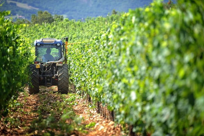 Chianti Vineyards Tours in Private Luxury Van from Florence - Key highlights worth planning around