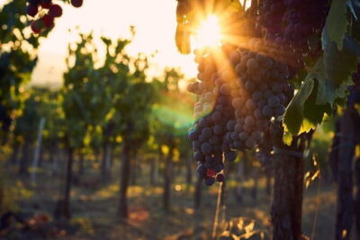 Discover Chianti: Half-Day Tour - Panzano in Chianti: the medieval village stop that’s actually useful