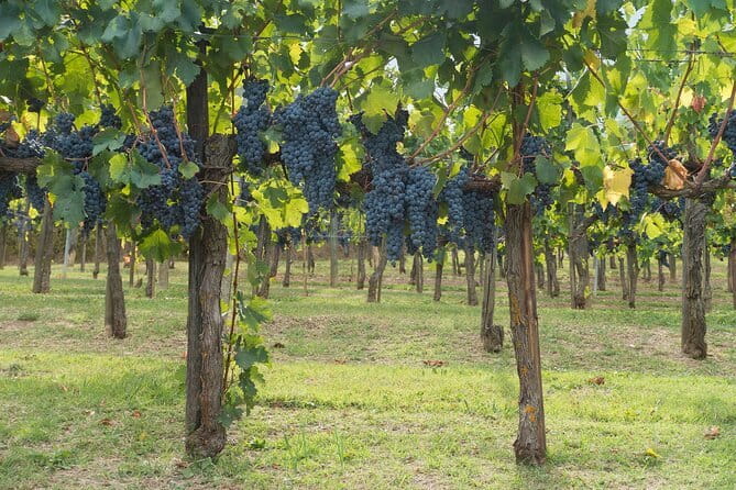 Discover Chianti: Half-Day Tour - Who this tour suits best