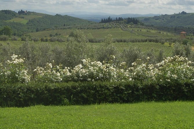 Discover Chianti Through its Wines - Key highlights you’ll actually care about