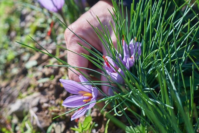Discover Montalcino through its best productions: Brunello & Saffron!! - The included snack menu: what you’ll eat (and why it works)