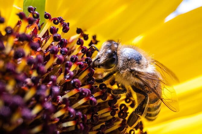 Discovering Bees in Volterra - Key highlights you’ll feel in the moment