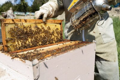 Discovering Bees in Volterra - Queen, workers, drones: what the lesson changes in how you look at the hive