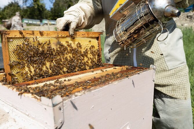 Discovering Bees in Volterra - Queen, workers, drones: what the lesson changes in how you look at the hive