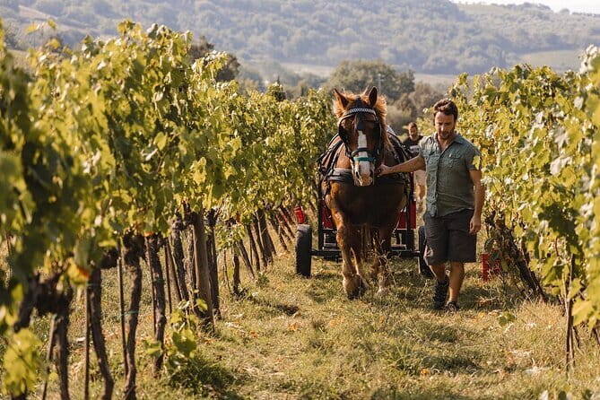 Exclusive Brunello di Montalcino tour from Florence - Price and what you actually get for $611.72 per person