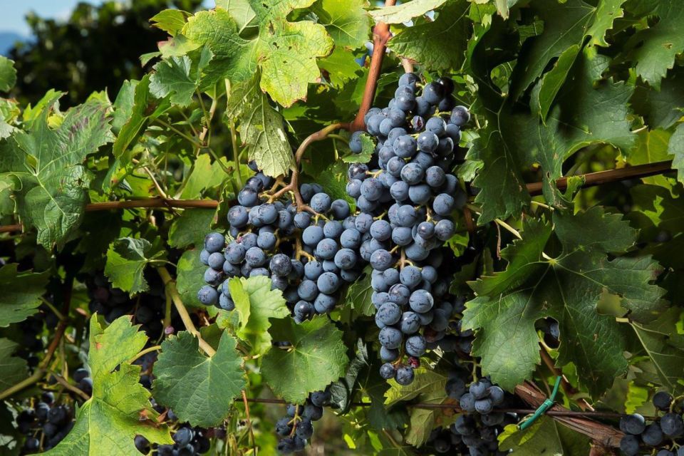 Exclusive Chianti Rufina Half-Day with lunch from Florence - Should You Book It?