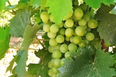 EXCLUSIVE Wine Tour in Chianti & San Gimignano (Lunch & Wine Tasting included) - Pickup in Florence: where it works best