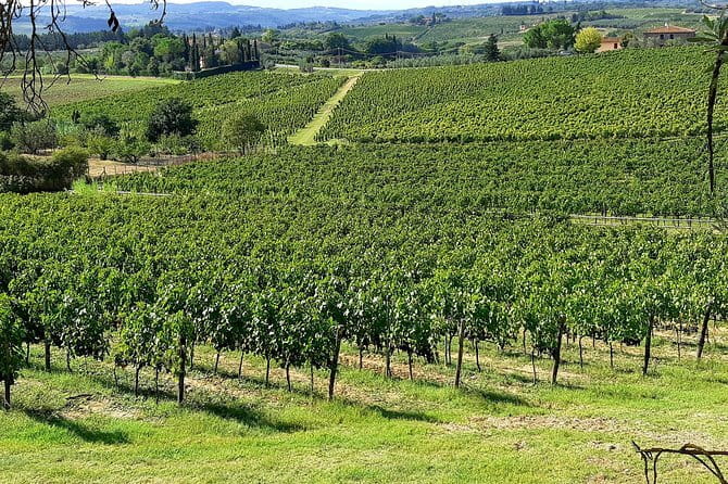 EXCLUSIVE Wine Tour in Chianti & San Gimignano (Lunch & Wine Tasting included) - Price and value: what $301.03 covers (and why it can be worth it)