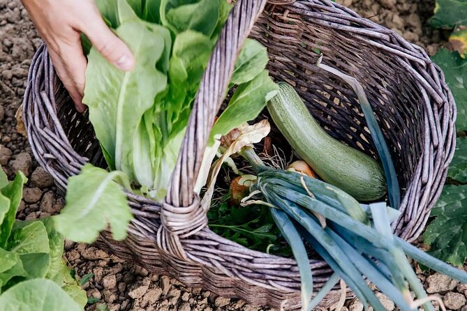 Farm To table Experience on an organic hilltop estate in Tuscany - Who This Experience Fits Best (and Who Might Prefer Another Day)