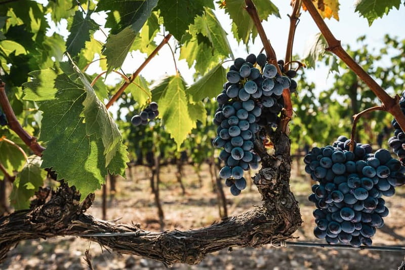 Florence: Chianti Vineyards Tour with Wine Tasting & Dinner - Group size and the vibe: small dinner, big atmosphere