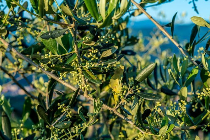 Florence Food Tour: Home-Made Pasta, Truffle, Cantucci, Olive Oil, Gelato - Arco di San Pierino bites: pappa al pomodoro, ribollita, finocchiona, pecorino