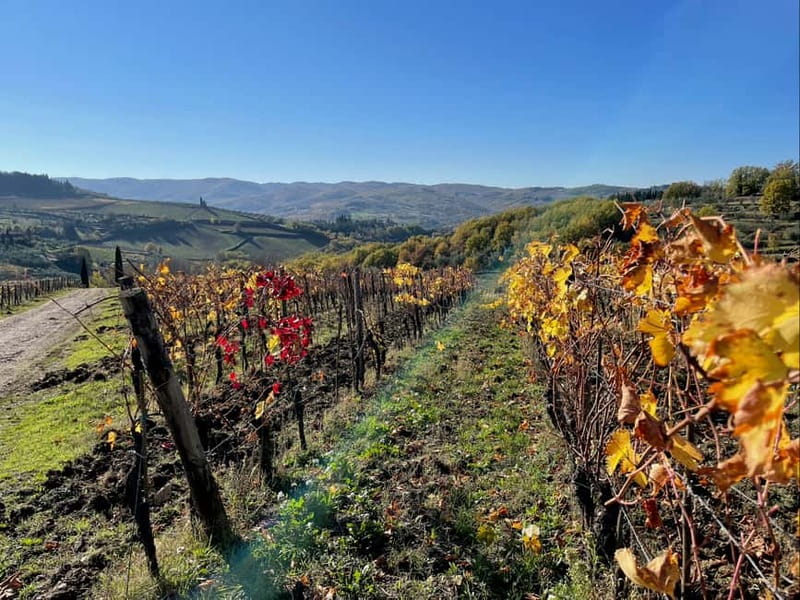 Florence: Hiking Tuscany & Chianti wine 3 wineries and lunch - Walking effort: 8 km, uneven ground, and a realistic fitness fit