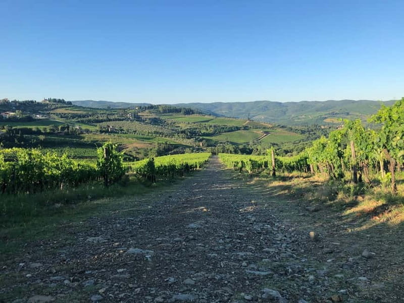 Florence: Hiking Tuscany & Chianti wine 3 wineries and lunch - Winery stop 3: modern techniques with old knowledge, high above Montefioralle