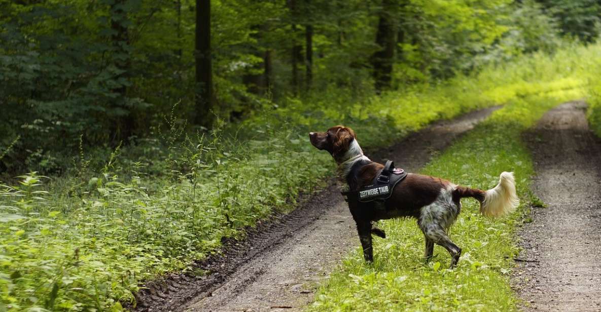 Florence: Tuscany Truffle Hunt Culinary Adventure Tour - Truffle hunting with dogs: what the hunt feels like