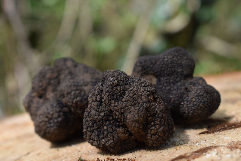 Florence: Tuscany Truffle Hunt Culinary Adventure Tour - Who should book this Tuscany truffle hunt tour?