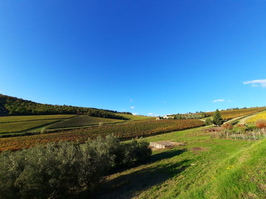Florence Wine Tour with Traditional Lunch, Private Winery - Key things to know before you go