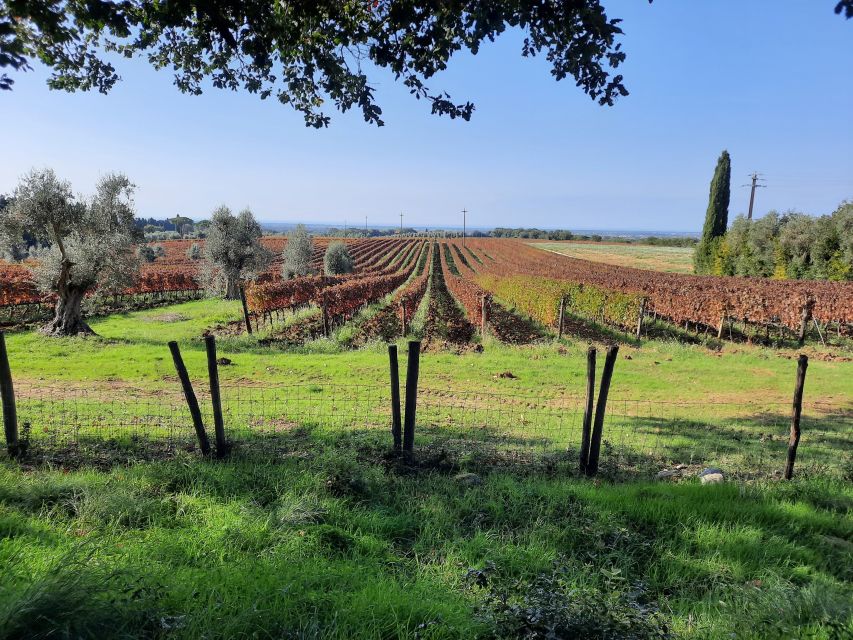 Florence Wine Tour with Traditional Lunch, Private Winery - The guide style, group size, and how the 4.5 hours really feel