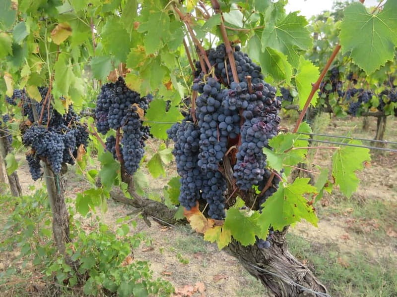 from Florence: All inclusive Tuscany Vespa Tour in Chianti - Winery lunch and the light tasting that keeps the day moving