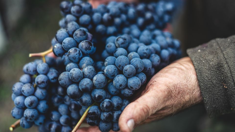 From Florence: Chianti Hills Half-Day Tour with Wine Tasting - The heart of the tour: a guided tasting of seven wines
