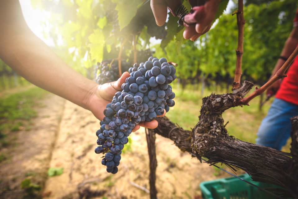 From Florence: Chianti, Montalcino & Montepulciano - Minivan - Key Highlights You’ll Care About
