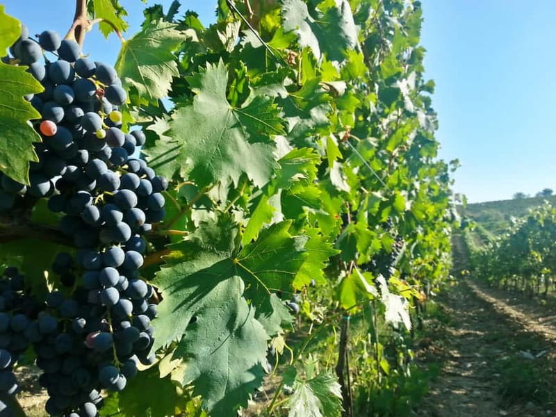 From Florence: Chianti Self-Guided Vespa Tour with Lunch - Small group size, English support, and what that means for your day