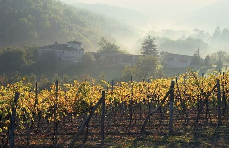 From Florence: Chianti Wine Tour with Driver-Guide - Morning Stops: Montefioralle and Greve Without Feeling Rushed