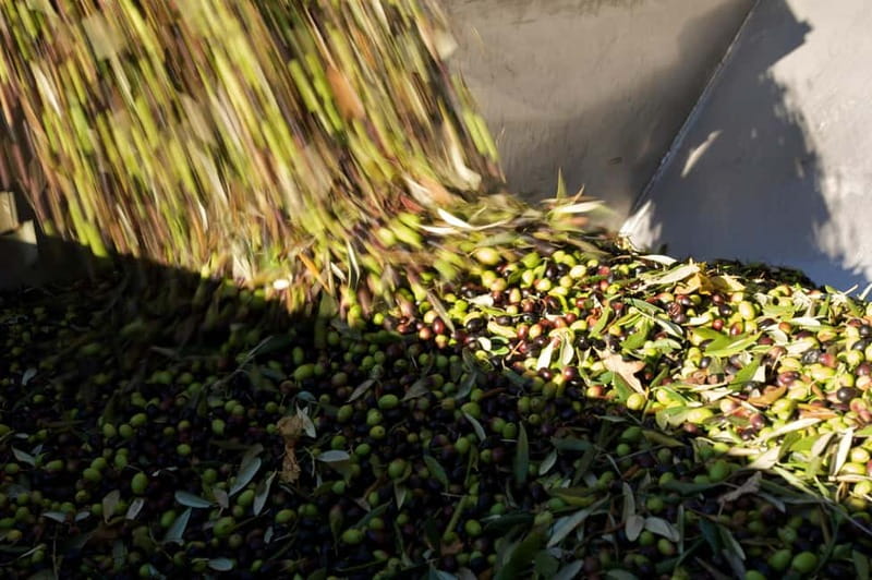From Florence: Olive Oil Mill Tour and Tasting in Fiesole - The Olive Groves Connection: Organic Fiesole With 1,200 Hectares of Context