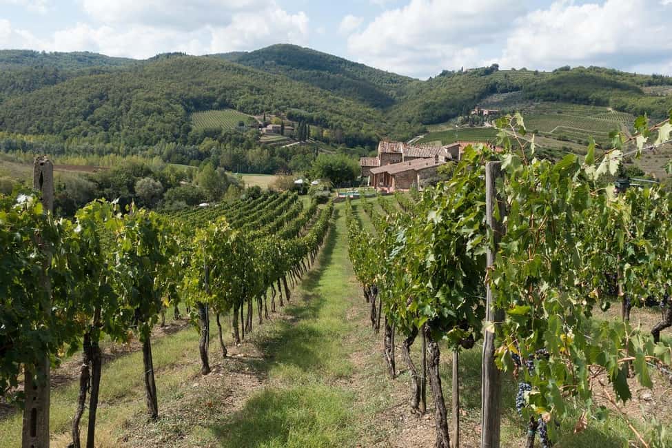From Florence: Private Half-Day Chianti Tour & Wine Tasting - Inside a Chianti estate: vineyard views and historic cellars