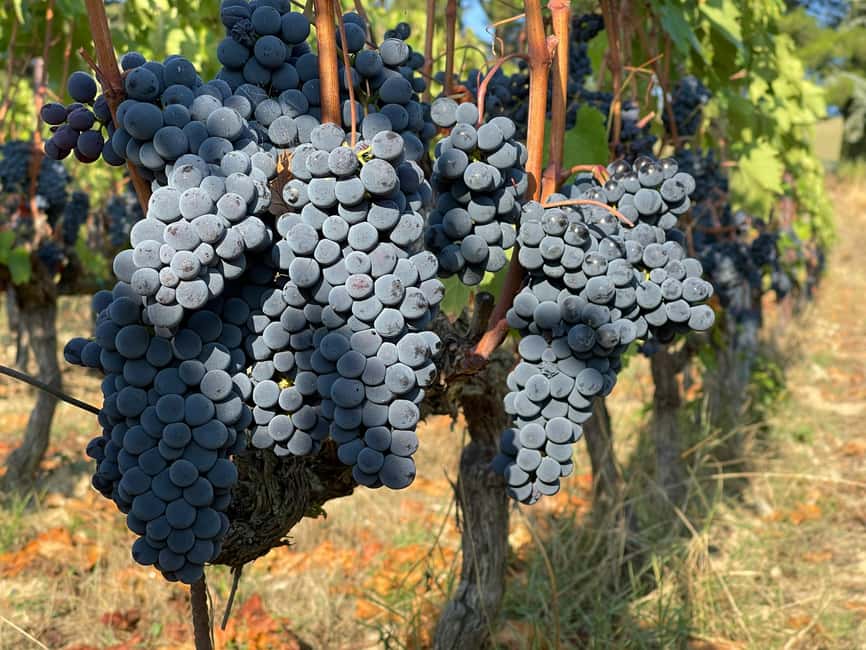 From Florence: Private Half-Day Chianti Tour & Wine Tasting - Price and value: what $330 per person buys in real terms