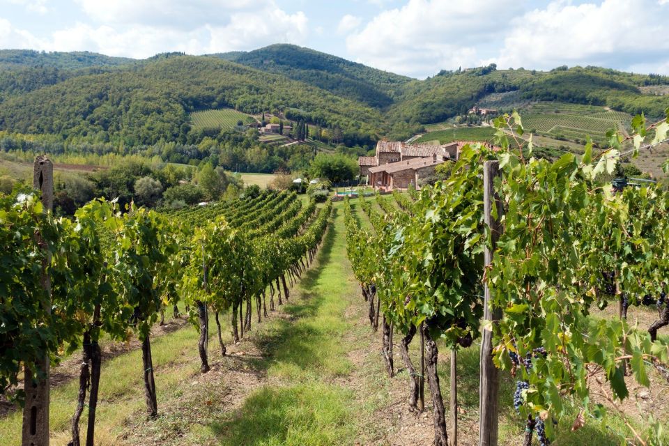 From Florence: Private Wine Tasting Tour in Chianti - Key moments that make this Chianti tour a win