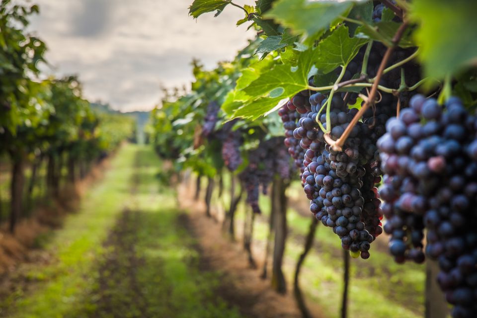 From Florence: Semi Private Deep Wine Chianti San Gimignano - Wine and food pairings: what’s included and how to get more from it