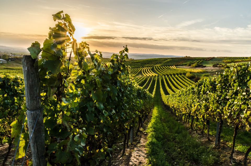 From Florence: Semi Private Deep Wine Chianti San Gimignano - Guides matter: why Alberto and Francisco-style hosting improves the day