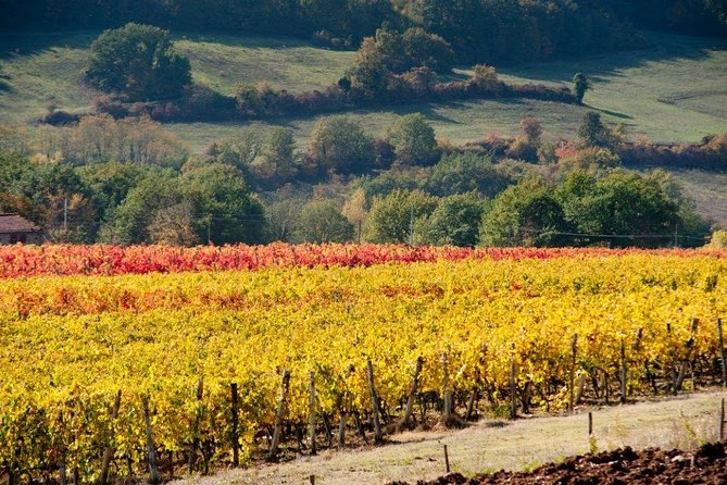 From Florence to Chianti Rufina: Wine Tasting Experience - Meeting in Pontassieve: logistics before the tasting