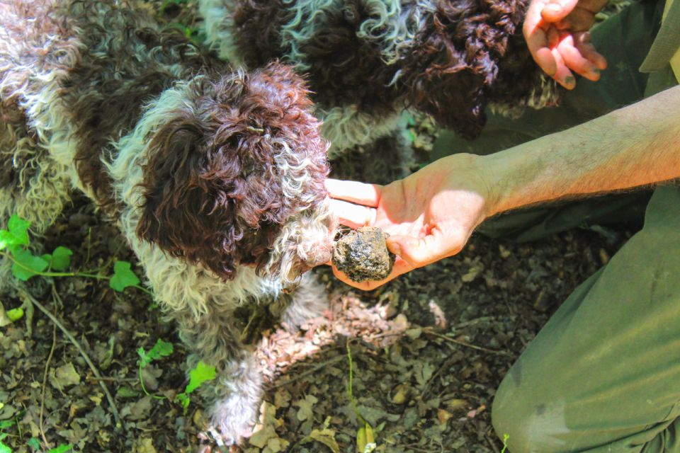 From Florence: Truffle Hunting with Lunch & Transportation - Florence to Tuscany: the ride sets the tone in 5 hours