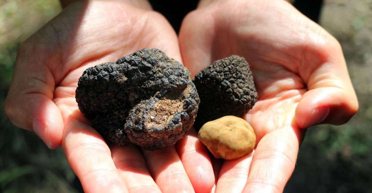 From Florence: Truffle Hunting with Lunch & Transportation - The Woods Part: what to wear and how long you’ll be walking