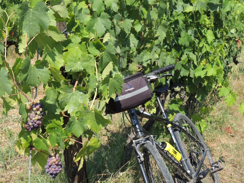 From Florence: Tuscan Hills Biking with Farm Tour and Lunch - The Chianti Classico Farm Tour: How Olive Harvest Becomes Extra Virgin Olive Oil