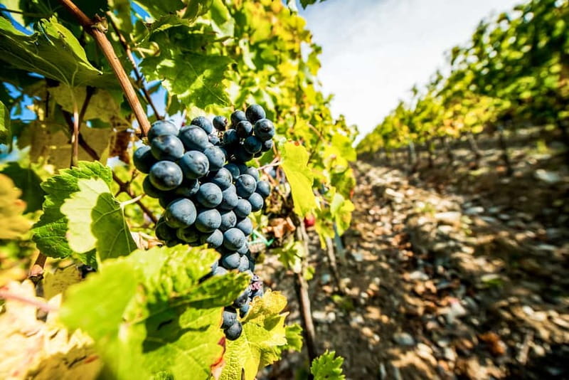 From Florence: Tuscany Wine & Food Tour with Guide - Key things that make this tour work