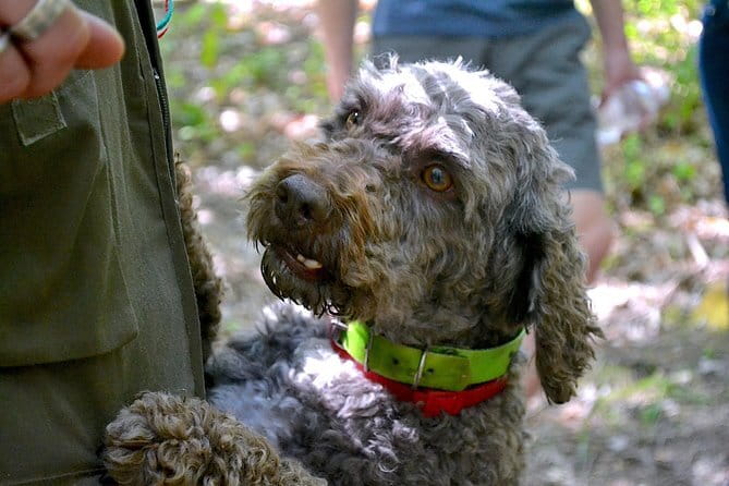 Full-Day Small-Group Truffle Hunting in Tuscany with Lunch - From Florence to San Miniato: a smooth start outside the city