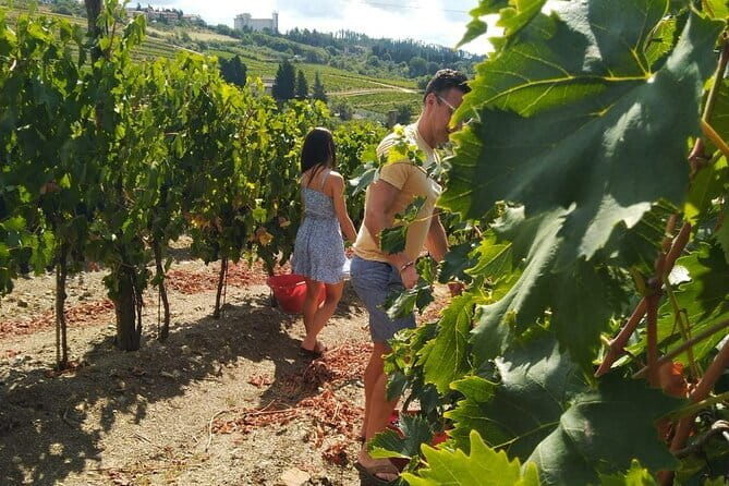 Grape Stomping and Wine Tasting in Tuscany - What to Plan: Timing, Location, and Getting There